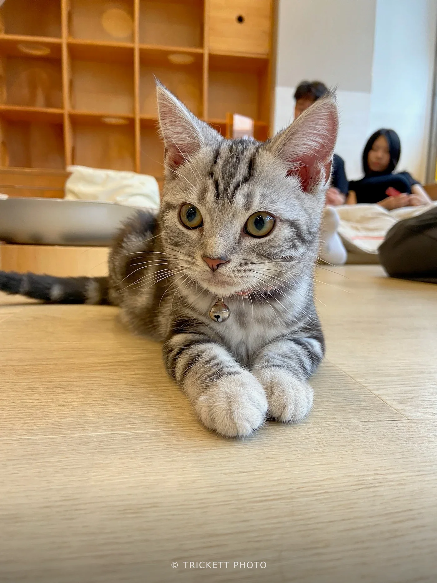 Neko Cafe